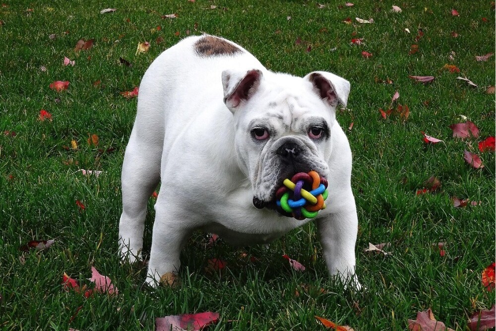 Picture of white bulldog with colorful toy in his mouth on lawn with fallen leaves